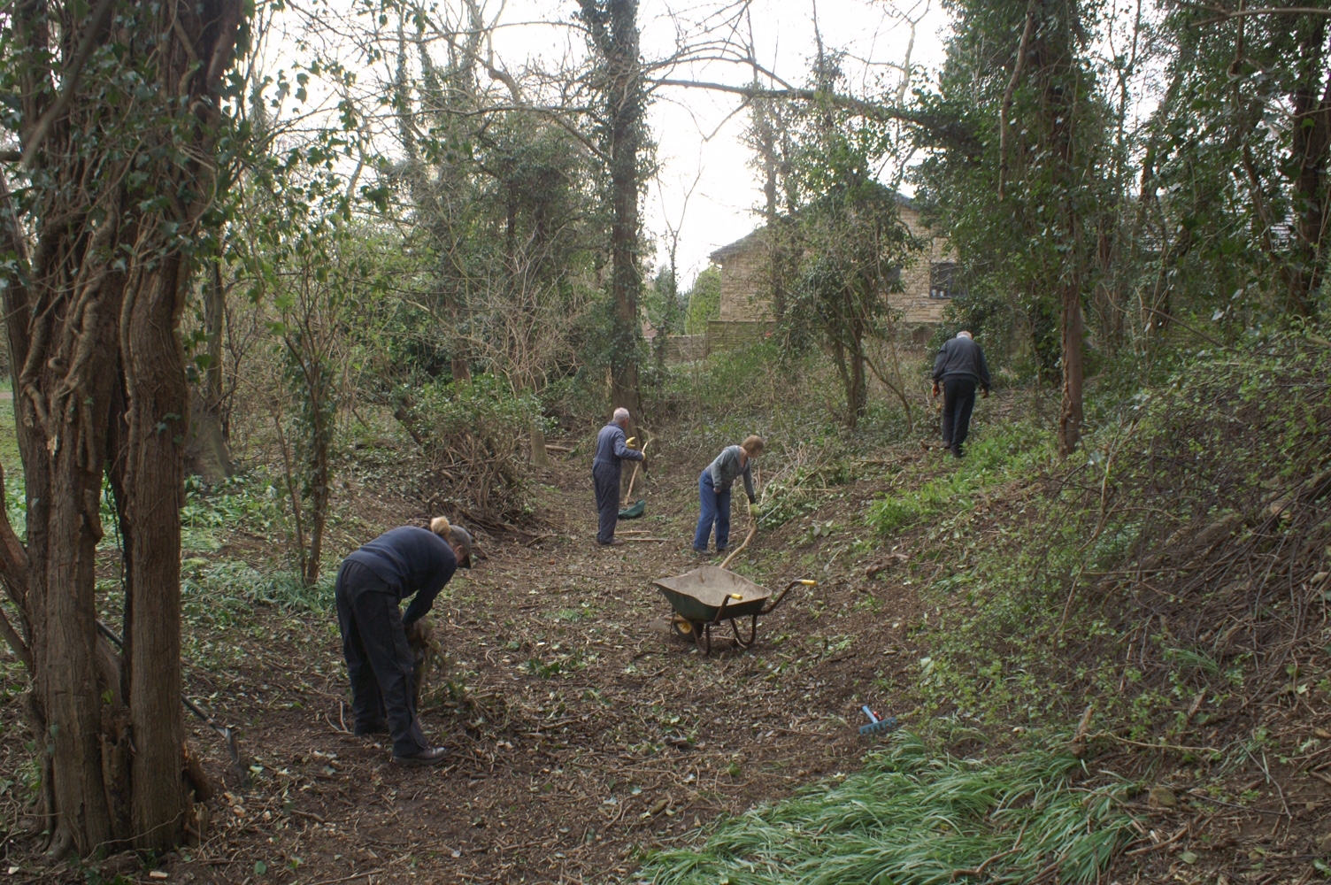 woodland clear up